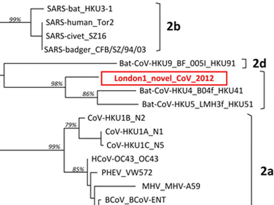 The new coronavirus has been tentatively named London1_novel CoV 2012. A small piece of its genome tells researchers how closely related the virus is to other known coronavirus, such as SARS. The new coronavirus has been tentatively named London1_novel CoV 2012. A small piece of its genome tells researchers how closely related the virus is to other known coronavirus, such as SARS.