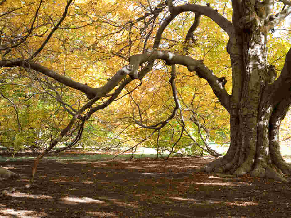 Tree in a forest Tree in a forest