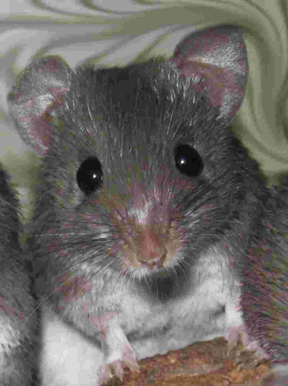 The African spiny mouse has the ability to regrow large patches of skin and hair without scarring. The African spiny mouse has the ability to regrow large patches of skin and hair without scarring.