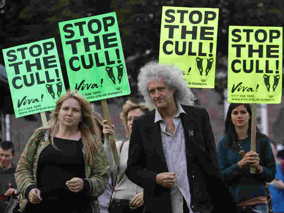 Badgers have been blamed for spreading disease among cattle in Britain. But a campaign to cull the badgers has been met with opposition from prominent figures like Queen guitarist Brian May, who joined this rally in Bristol earlier this month. Badgers have been blamed for spreading disease among cattle in Britain. But a campaign to cull the badgers has been met with opposition from prominent figures like Queen guitarist Brian May, who joined this rally in Bristol earlier this month.
