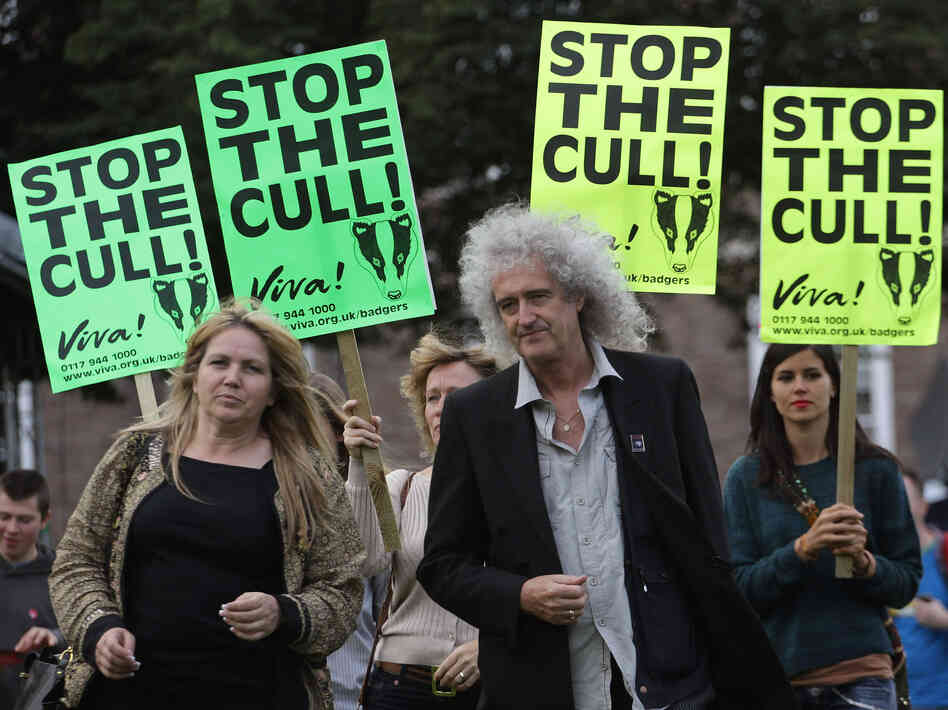 Badgers have been blamed for spreading disease among cattle in Britain. But a campaign to cull the badgers has been met with opposition from prominent figures like Queen guitarist Brian May, who joined this rally in Bristol earlier this month. Badgers have been blamed for spreading disease among cattle in Britain. But a campaign to cull the badgers has been met with opposition from prominent figures like Queen guitarist Brian May, who joined this rally in Bristol earlier this month.