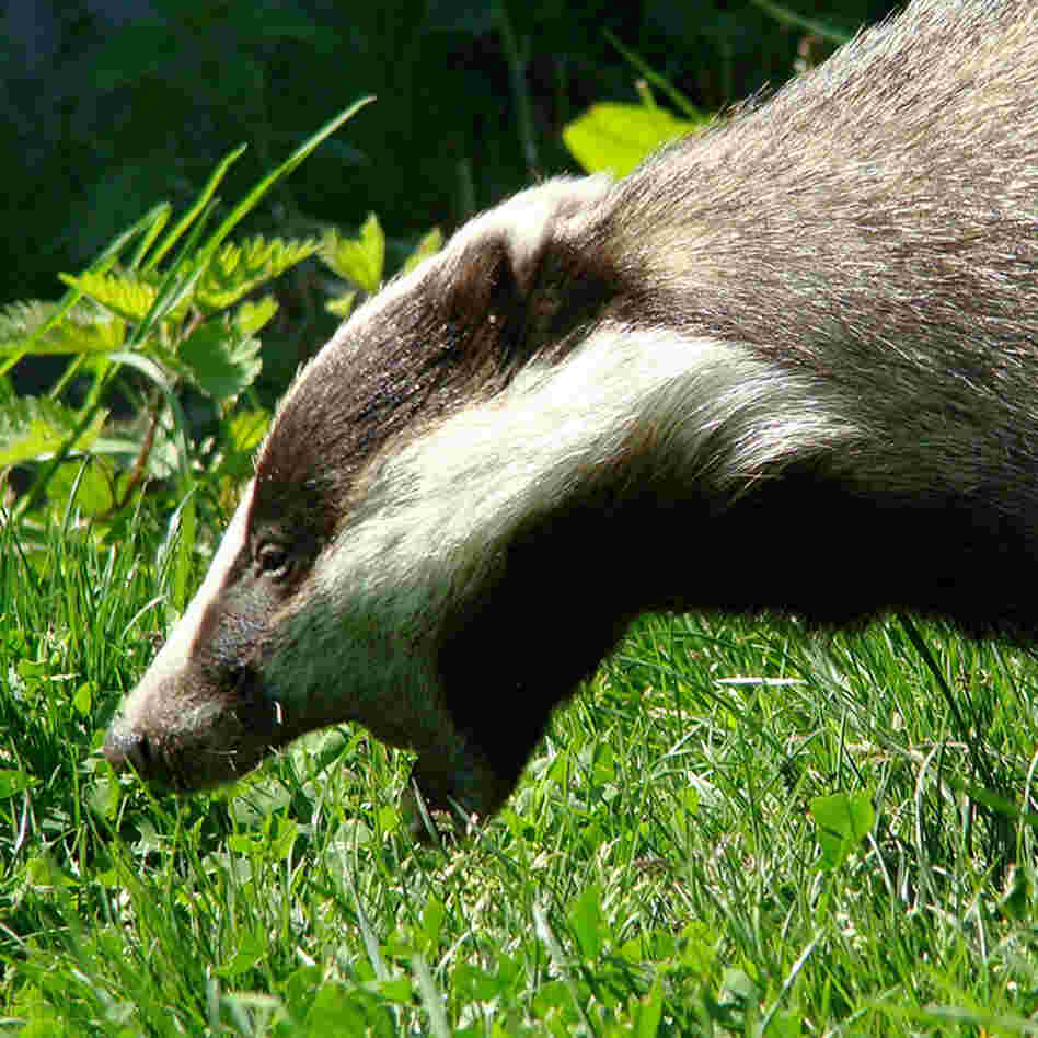 British badgers have been exposing cows to bovine tuberculosis, scientists say. British badgers have been exposing cows to bovine tuberculosis, scientists say.