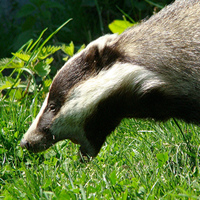 British badgers have been exposing cows to bovine tuberculosis, scientists say.
