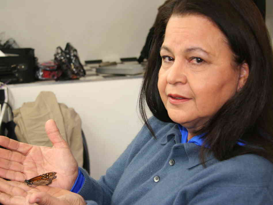 More than three decades have passed since Catalina Aguado and her husband discovered a monarch butterfly sanctuary in a Mexican forest — and helped solve the mystery of the monarch's migration. 