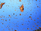 "Supergenerations" of monarch butterflies migrate over 2000 miles from Canada to Mexico. "Supergenerations" of monarch butterflies migrate over 2000 miles from Canada to Mexico.