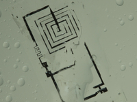 The circuits are made of silicon, magnesium and a special kind of silk, all of which can be designed to dissolve after a fixed period of time.