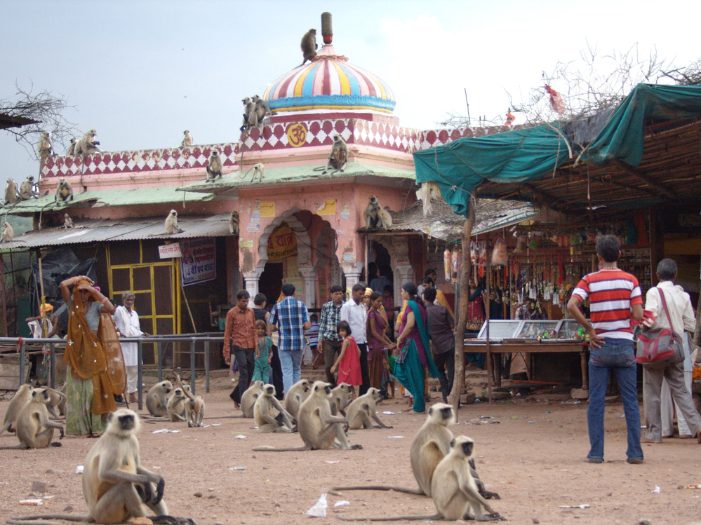 Scavenging monkeys mix with visitors at the temples of the ancient Ranthambore Fort in Ranthambore National Park. Dotted with remnants of India's past glories and its religious heritage, the national parks draw many visitors on pilgrimages.