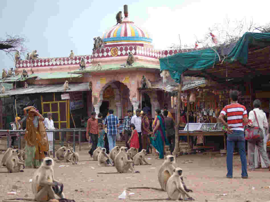 Scavenging monkeys mix with visitors at the temples of the ancient Ranthambore Fort in Ranthambore National Park. Dotted with remnants of India's past glories and its religious heritage, the national parks draw many visitors on pilgrimages.