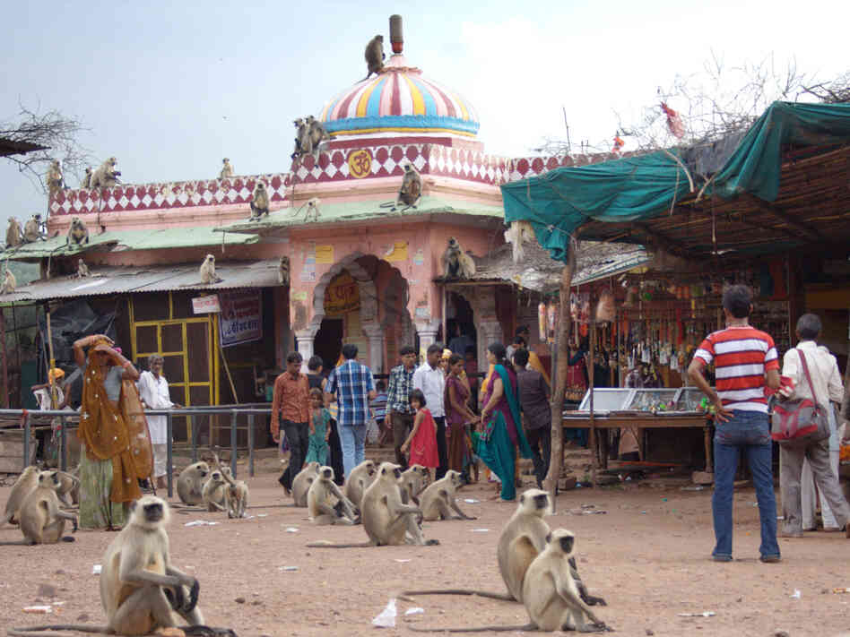 Scavenging monkeys mix with visitors at the temples of the ancient Ranthambore Fort in Ranthambore National Park. Dotted with remnants of India's past glories and its religious heritage, the national parks draw many visitors on pilgrimages.