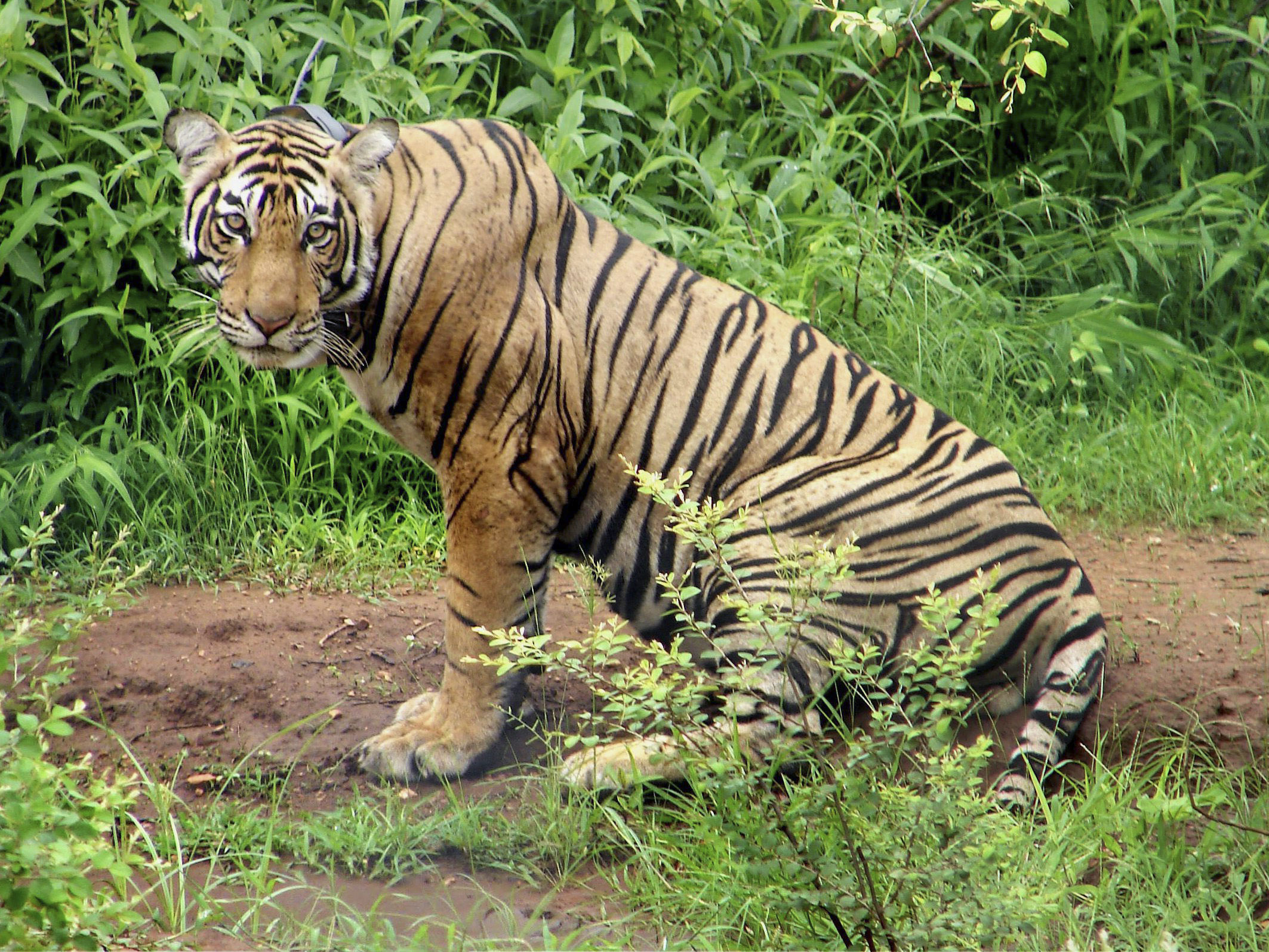A tiger is seen in June 2008 at Sariska Tiger Reserve in the western state of Rajasthan, India, after being shifted from Ranthambore National Park. In an attempt to help revive western India's tiger population, a female tiger was airlifted to join a male at the national reserve.