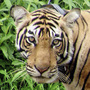 A tiger is seen in June 2008 at Sariska Tiger Reserve in the western state of Rajasthan, India, after being shifted from Ranthambore National Park. In an attempt to help revive western India's tiger population, a female tiger was airlifted to join a male at the national reserve.