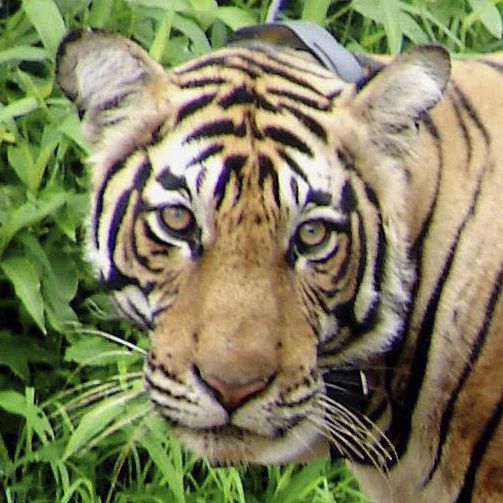 A tiger is seen in June 2008 at Sariska Tiger Reserve in the western state of Rajasthan, India, after being shifted from Ranthambore National Park. In an attempt to help revive western India's tiger population, a female tiger was airlifted to join a male at the national reserve.