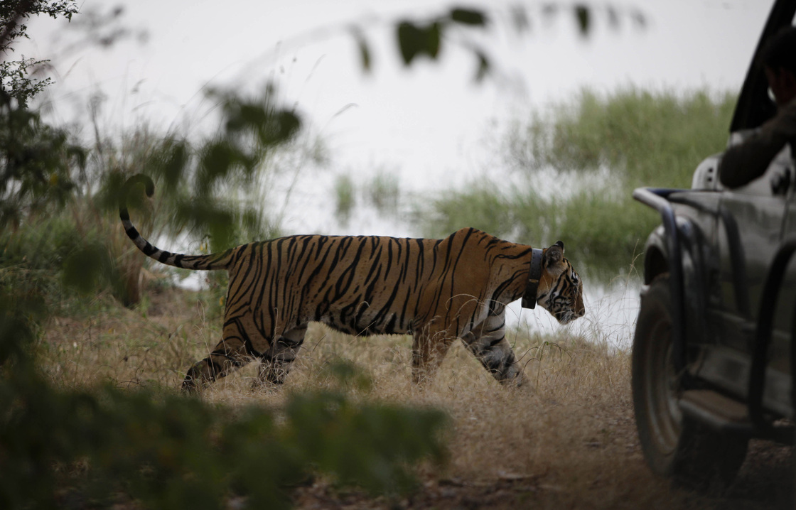 In October 2010, a tiger walks past a vehicle carrying tourists at Ranthambore National Park in India. India's top court has banned tourism in parts of tiger reserves across the country in an effort to save the endangered big cat.