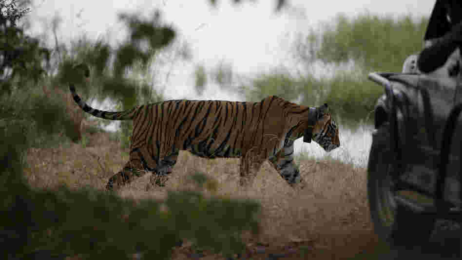 In October 2010, a tiger walks past a vehicle carrying tourists at Ranthambore National Park in India. India's top court has banned tourism in parts of tiger reserves across the country in an effort to save the endangered big cat.