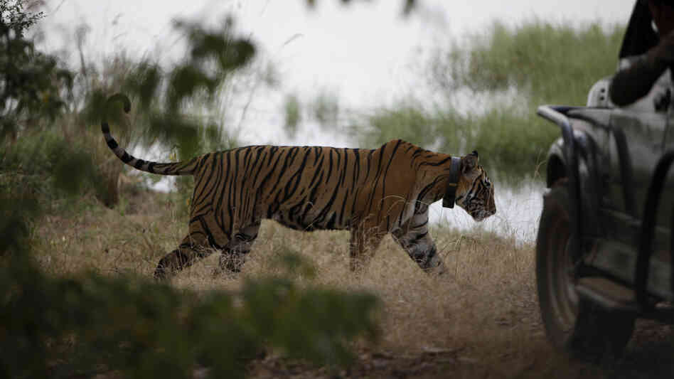 In October 2010, a tiger walks past a vehicle carrying tourists at Ranthambore National Park in India. India's top court has banned tourism in parts of tiger reserves across the country in an effort to save the endangered big cat.