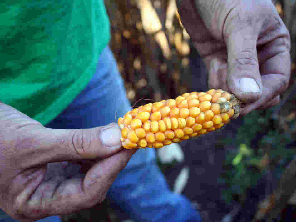 With far less than half of their normal corn yield, the Ulrich brothers are relying in part on government-subsidized crop insurance to keep their farm afloat.