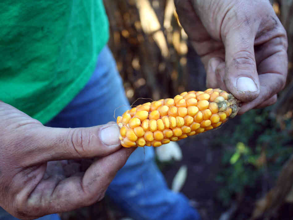 With far less than half of their normal corn yield, the Ulrich brothers are relying in part on government-subsidized crop insurance to keep their farm afloat.