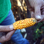 With far less than half of their normal corn yield, the Ulrich brothers are relying in part on government-subsidized crop insurance to keep their farm afloat. With far less than half of their normal corn yield, the Ulrich brothers are relying in part on government-subsidized crop insurance to keep their farm afloat.