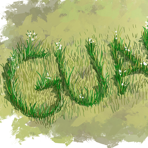 Guano in grass.