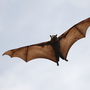 Bats harbor many types of coronaviruses and were probably the original source of the new coronavirus that appeared in the Middle East.