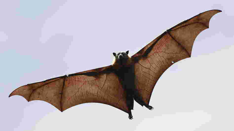 Bats harbor many types of coronaviruses and were probably the original source of the new coronavirus that appeared in the Middle East.
