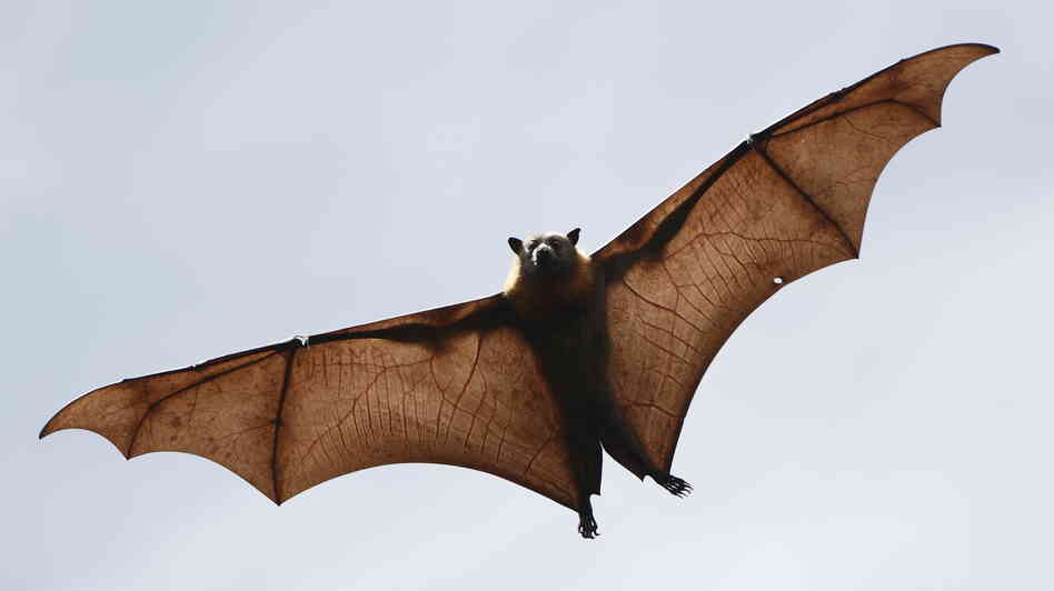 Bats harbor many types of coronaviruses and were probably the original source of the new coronavirus that appeared in the Middle East.