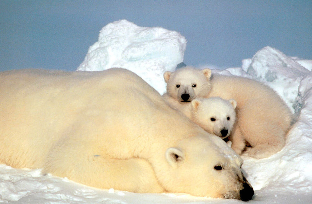 Polar bears in the Beaufort Sea in northern Alaska. Scientist Charles Monnett caused a stir with a 2006 report on polar bears that were drowning, apparently owing to a lack of ice.