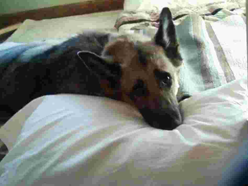 Rita Desollar believes chicken jerky treats imported from China killed her German shepherd, Heidi. Rita Desollar believes chicken jerky treats imported from China killed her German shepherd, Heidi.