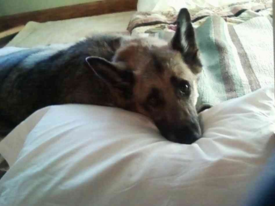 Rita Desollar believes chicken jerky treats imported from China killed her German shepherd, Heidi. Rita Desollar believes chicken jerky treats imported from China killed her German shepherd, Heidi.