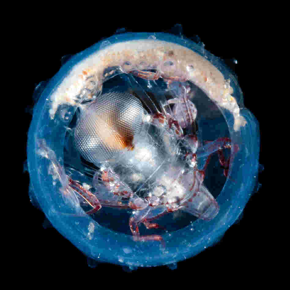 Plankton are tiny organisms at the bottom of the food chain in the ocean.