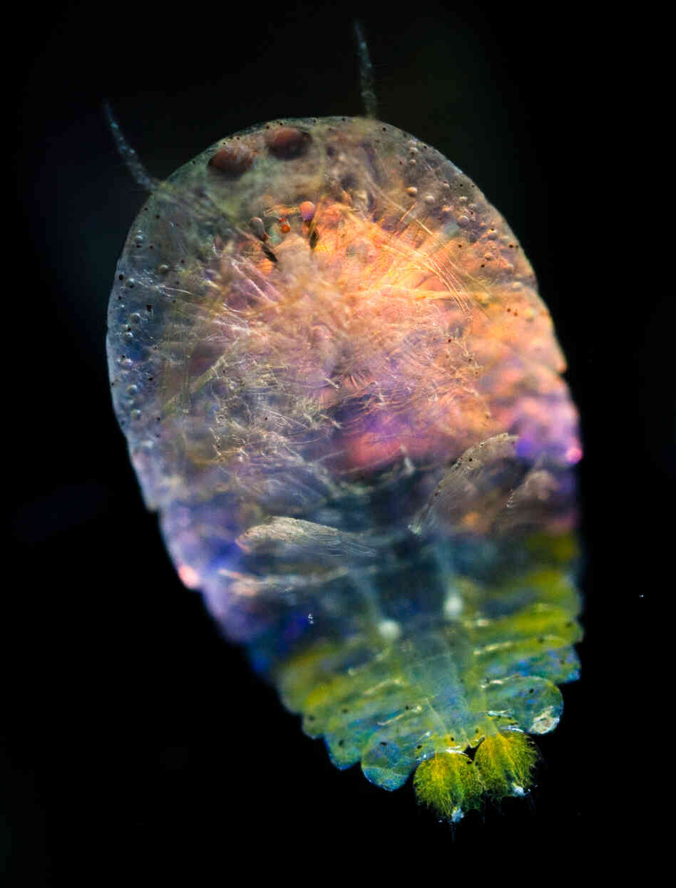 Their name comes from the Greek, planktos, which means to drift with the currents. 