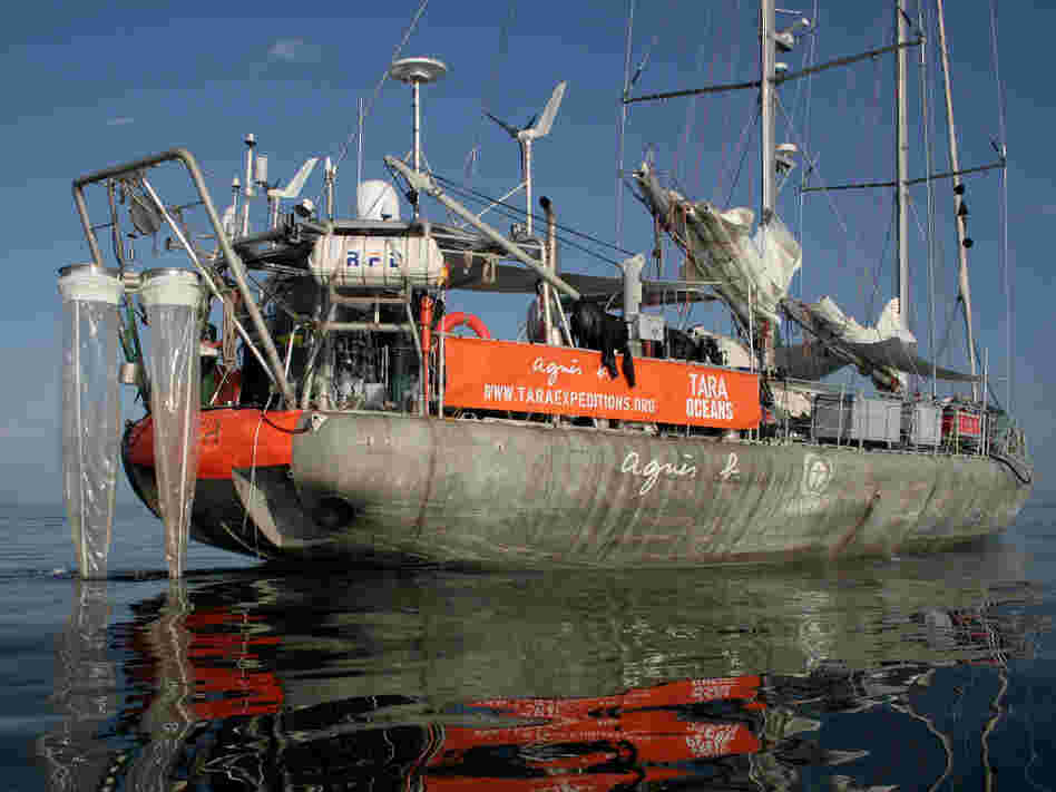 The 118-foot research schooner Tara made an around-the-world expedition over 21/2 years. Scientists aboard discovered up to a million new species of plankton. Now begins the work of determining how climate change might be affecting these microorganisms.