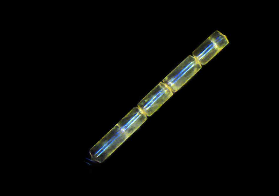 They are microscopic organisms, but put together make up 98 percent of the biomass in the world's oceans.