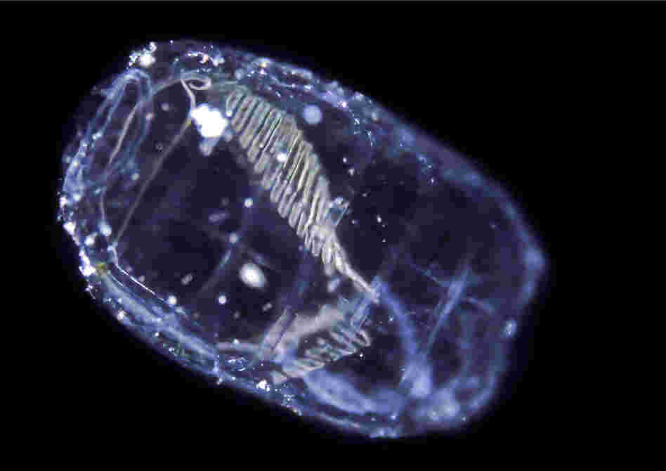 As climate change alters the temperature and acidity of our waters, this mysterious and invisible ocean world may be in jeopardy.