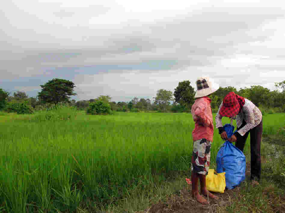 Residents gather their belongings in a paddy field near Pro Ma village in eastern Cambodia's Kratie province. Farmers are being forced to move after their land was granted to a Russian agribusiness.