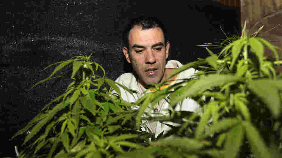 Marijuana grower and activist Juan Vaz checks a marijuana plant in the Uruguayan capital, Montevideo, in August. Uruguay's government has sent a bill to Congress that would allow the state to grow and sell marijuana. Marijuana grower and activist Juan Vaz checks a marijuana plant in the Uruguayan capital, Montevideo, in August. Uruguay's government has sent a bill to Congress that would allow the state to grow and sell marijuana.