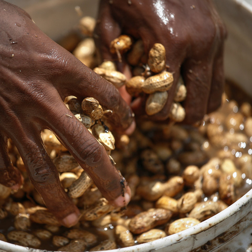It costs more to buy peanuts from Haitian farmers because their labor costs are high. Planting and harvesting is done by hand.