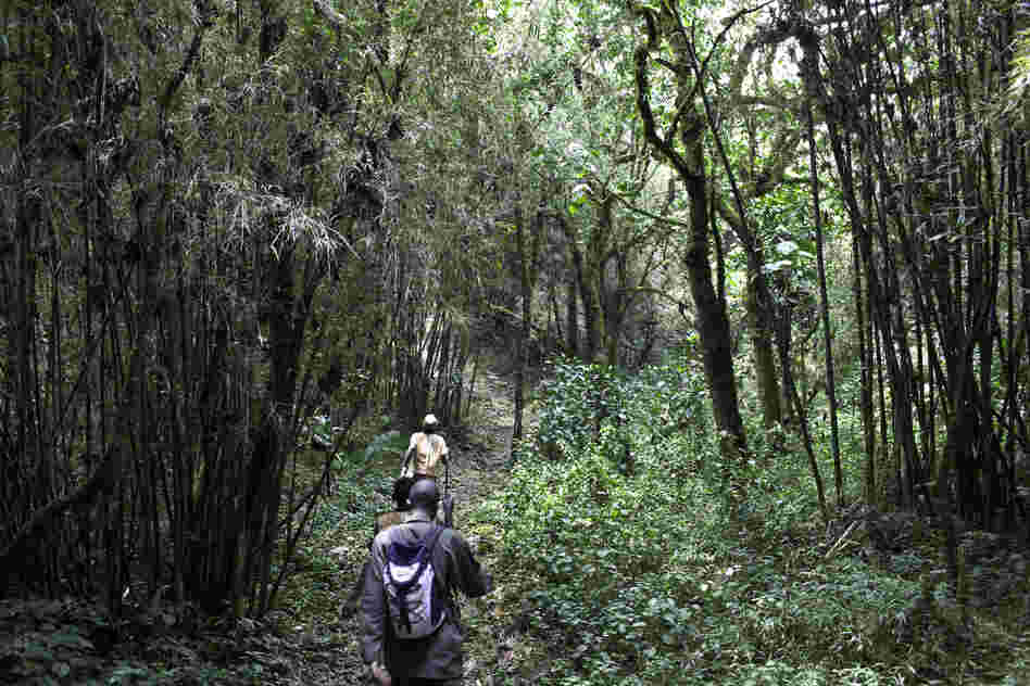 The Batwa Trail, now 2 years old, helps preserve and promote culture by having Batwa guides show tourists their traditional way of life. Batwa guides and musicians earn the equivalent of $3.25 a day. The rest of the money goes to a Batwa tribal trust and the Uganda Wildlife Authority.