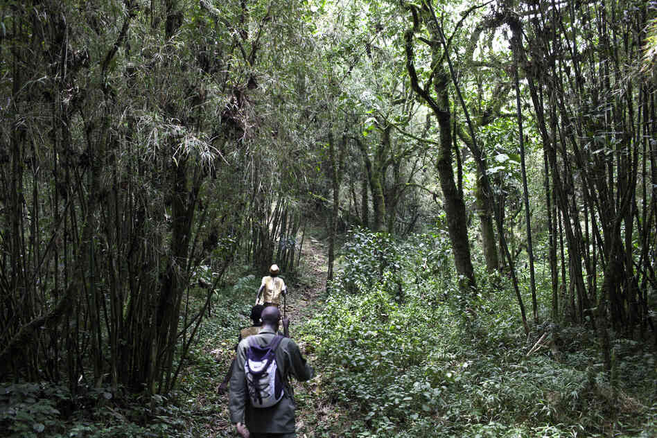 The Batwa Trail, now 2 years old, helps preserve and promote culture by having Batwa guides show tourists their traditional way of life. Batwa guides and musicians earn the equivalent of $3.25 a day. The rest of the money goes to a Batwa tribal trust and the Uganda Wildlife Authority.
