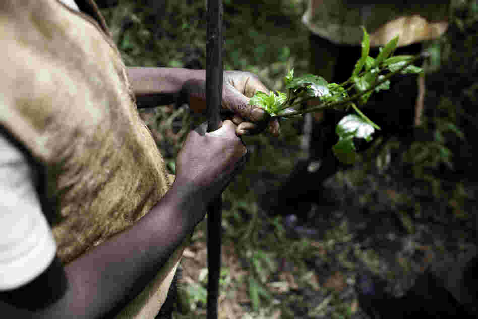 Living entirely off the land, the Batwa developed a deep knowledge of the forest's plants and their uses. The benefits of these plants are still known by many of the older generation, but have been largely lost on the youth who have spent their entire lives living outside the forest.