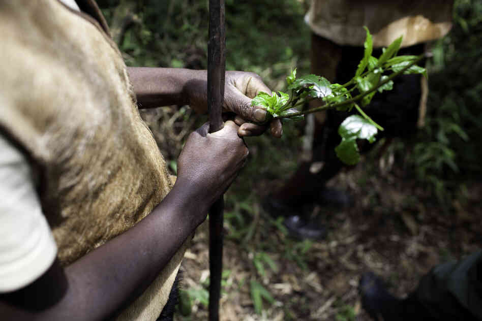 Living entirely off the land, the Batwa developed a deep knowledge of the forest's plants and their uses. The benefits of these plants are still known by many of the older generation, but have been largely lost on the youth who have spent their entire lives living outside the forest.