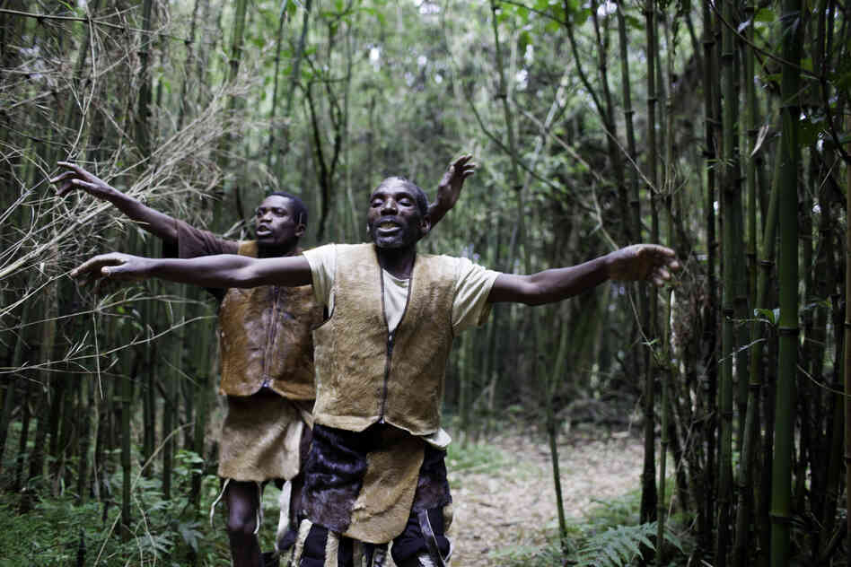 Intimately tied to the mountains and forests, the Batwa used to perform daily dances in honor of their land. Entering their previous home, men perform a welcoming dance.