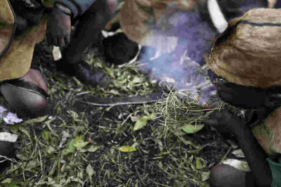 Equipped with two sticks, tinder and a lot of patience, the Batwa make small clumps of smoldering grass to ward off bees and harvest fresh honeycombs. Honey is so valuable that they use it as a bride price.