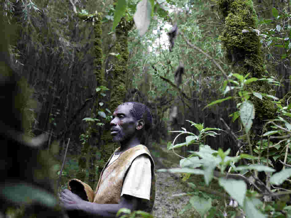The forests in which the Batwa lived are rich with flora and fauna. After the formation of Mgahinga National Park, they were forced out and prohibited from hunting or gathering.