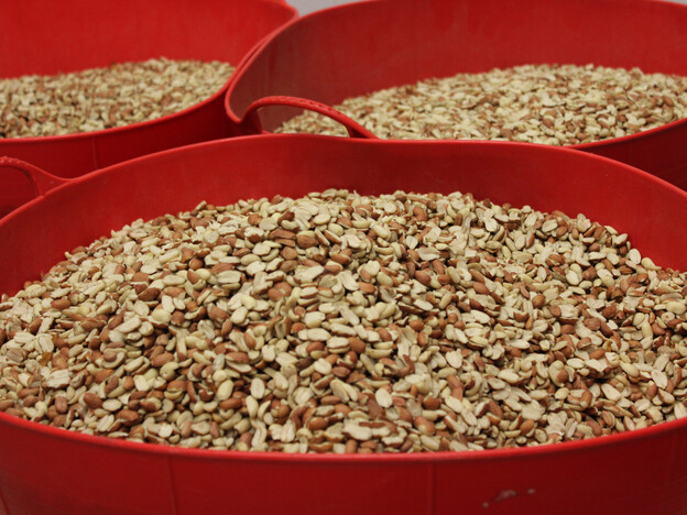Meds and Food for Kids buys peanuts from Haitian farmers, offering employment opportunities and saving lives. But there's competition from another humanitarian group, Partners in Health.