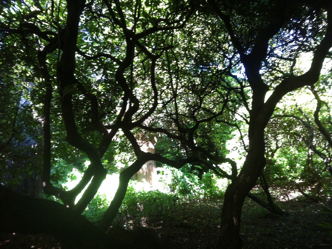 Composer Abby Aresty recorded the sounds of a Seattle arboretum and mixed them into seven compositions that are now playing throughout the park.