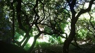 Composer Abby Aresty recorded the sounds of a Seattle arboretum and mixed them into seven compositions that are now playing throughout the park. Composer Abby Aresty recorded the sounds of a Seattle arboretum and mixed them into seven compositions that are now playing throughout the park.