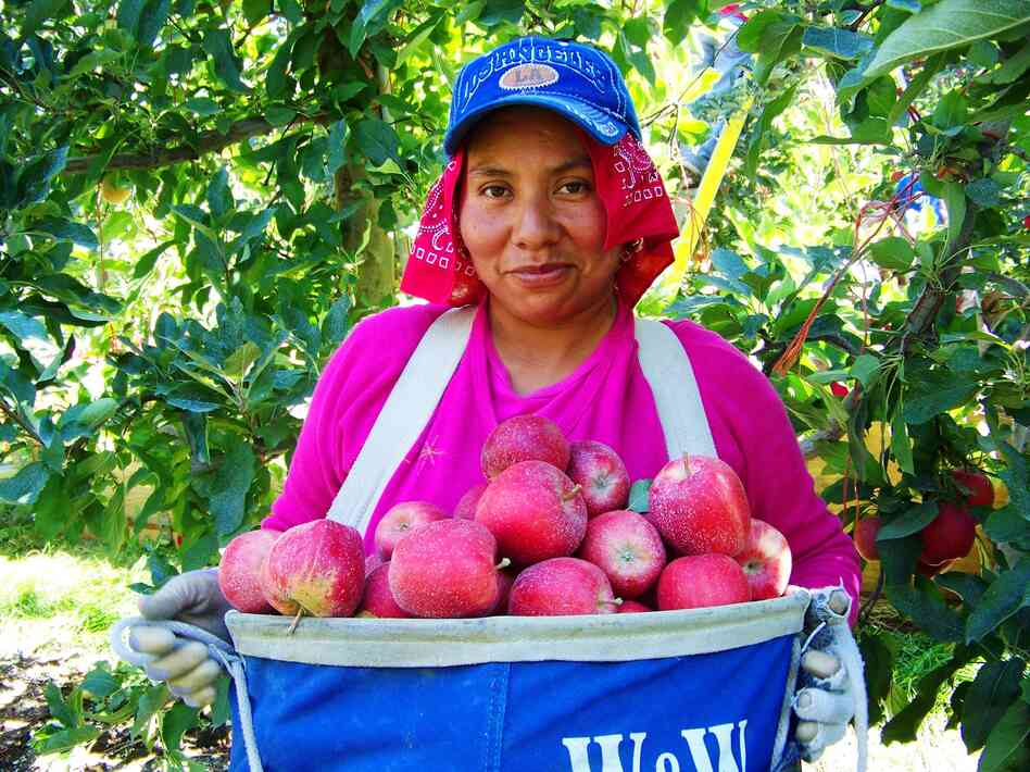 Amilia Magno, 23, of Pasco, Wash., carries a heavy load of buckeye gala apples in Broetje Orchards near Prescott, Wash.