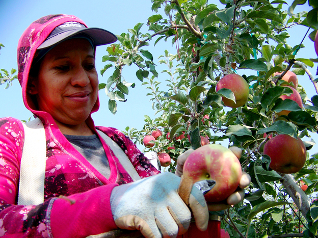 Maregarita Magana, 34, snips off the stem of an early Fuji apple in Chiawana Orchards near Pasco, Wash. State farmers worry that many apples might be left on the trees this year.