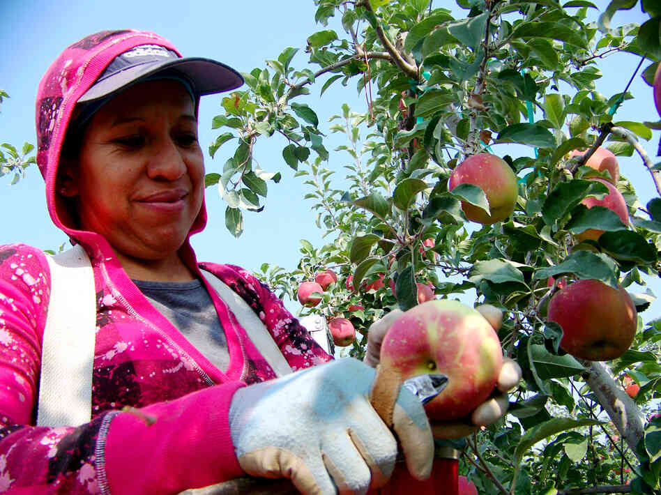Maregarita Magana, 34, snips off the stem of an early Fuji apple in Chiawana Orchards near Pasco, Wash. State farmers worry that many apples might be left on the trees this year.